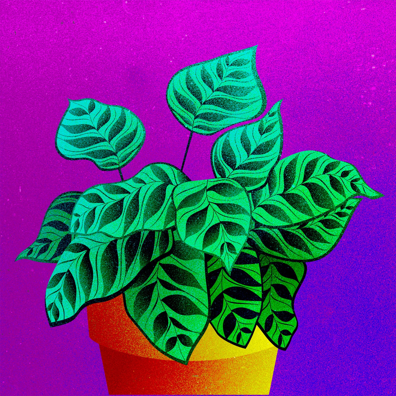 Vector illustration of a potted calathea plant.